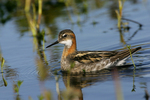 ����������� ��������� (Phalaropus lobatus) �������� ������